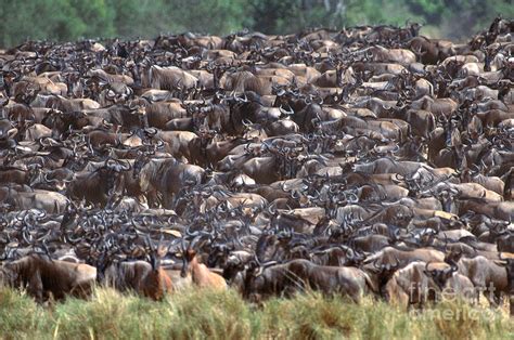Wildebeest Herd Migrating Photograph By Art Wolfe
