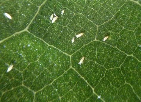 Common Pests Thrips Plant Circle