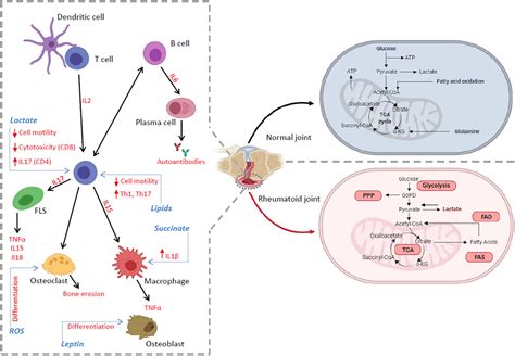 Frontiers Metabolic Checkpoints In Rheumatoid Arthritis Physiology