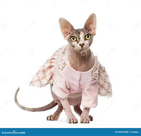 Sphynx Dressed 1 Year Old Stock Photo Image Of Sphynx Camera 49910208