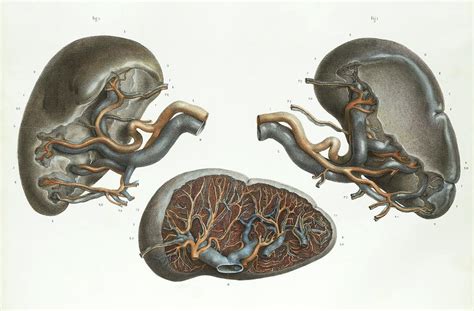 Spleen Anatomy Photograph By Science Photo Library Pixels