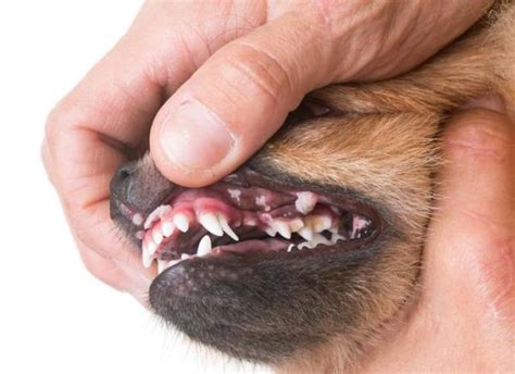 Squamous Cell Carcinoma In Dogs Skin Cancer Types Causes And Treatment