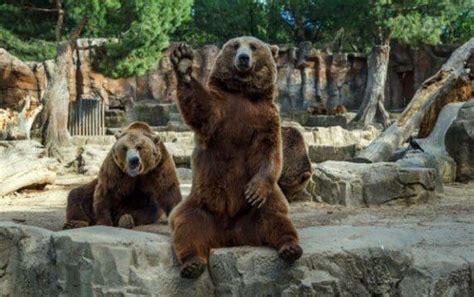Oso Zoologico Saludando Grizzly Bear Animals Bear