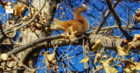Brown Squirrel On Brown Tree Branch During Daytime Photo Free Animal