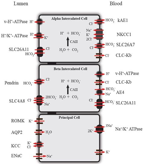 The cells that comprise the duct itself are similar to rest of the collecting system. Diseases | Free Full-Text | Intercalated Cells: More than ...