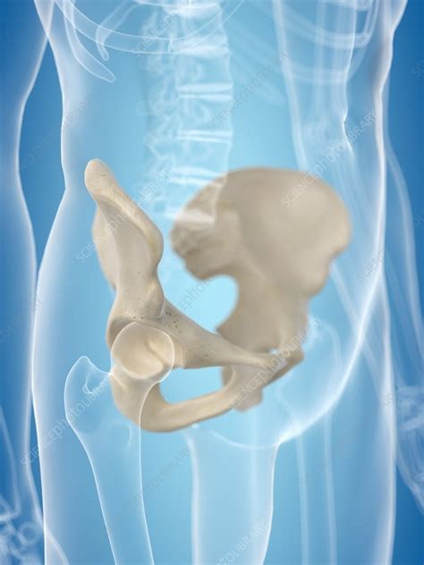 Human Hip Bone Artwork Stock Image F0094181 Science Photo Library