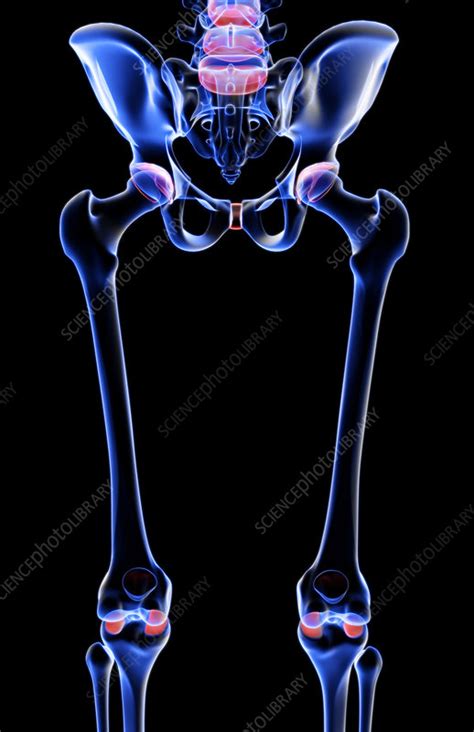 The Bones Of The Lower Limb Stock Image F0017159 Science Photo