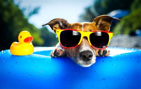 Funny Dog With Glasses Dog With Glasses Funny Dogs Funny Dog Wallpaper
