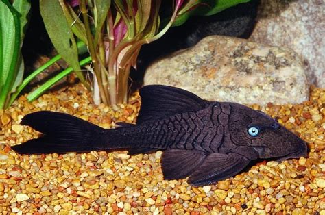 The Mysteries Of The Blue Eyed Pleco Part 1 Panaque Cochliodon