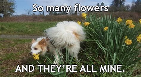 Water The Flowers Meow Barkers