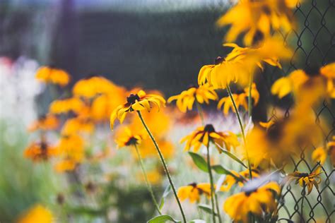 Free Images Nature Bokeh Field Meadow Prairie Sunlight Leaf