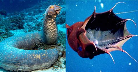 24 Images Of Sea Creatures That Actually Exist And Where To Find Them