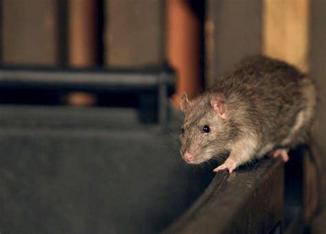 En réalité les rats sont sympas Télépro