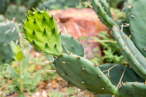 Prickly Pear Cactus Plant Care And Growing Guide
