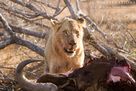 Young Lions from Mohlabetsi Pride on Buffalo Kill