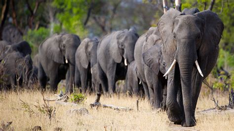African Elephant Safaris And Holidays Natural World Safaris
