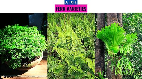Fern Varieties A To Z Youtube