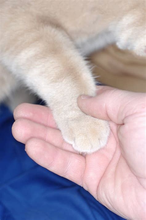 Cat Paw And Human Hand Stock Image Image Of Crossbreed 29131281