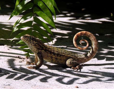 Northern Curly Tailed Lizard On Key West Florida Usa Flickr