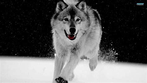 Here are only the best wolf hd wallpapers. Wolf Wallpapers 1920x1080 - Wallpaper Cave