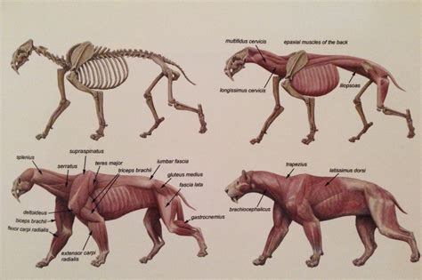 Pin By Kate Pfeilschiefter On Animal Anatomy Animal Anatomy Anatomy