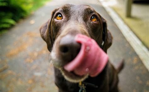 Quelle Assurance Choisir Pour Mon Chien Le Parisien