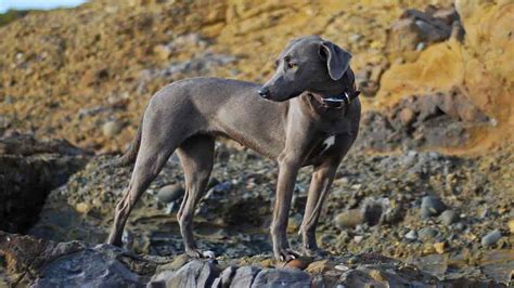 Blue Lacy History Temperament Care Training Feeding And Pictures