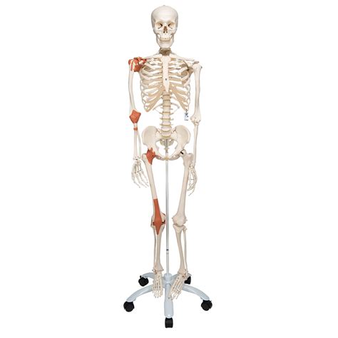 Human Skeleton model | Skeleton for anatomy | Plastic skeleton model | Leo the Skeleton ...
