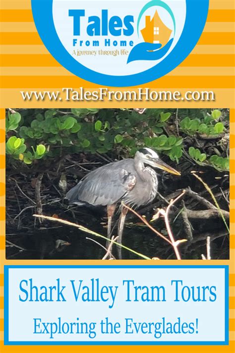 Shark Valley Tram Tours Exploring The Everglades Tales From Home