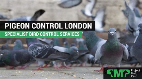 Pigeon Control London Falconry Bird Netting And Spikes