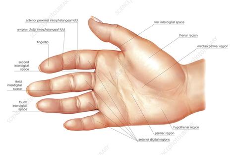 Anatomy Regions Of The Hand Stock Image C Science Photo Library