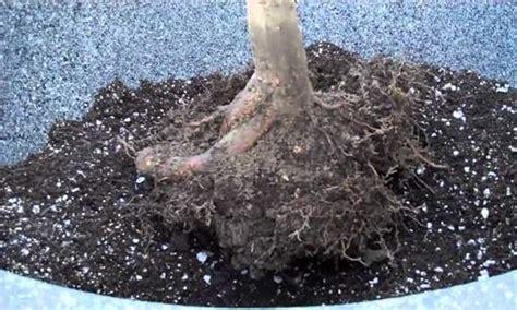 Japanese Maple Tree Root System My Xxx Hot Girl