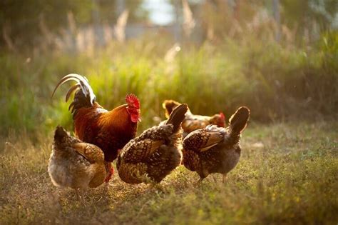 How Do Roosters Fertilize Eggs All You Need To Know Chickens And More