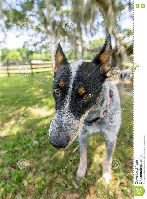 Australian Cattle Dog Portrait Stock Image Image Of