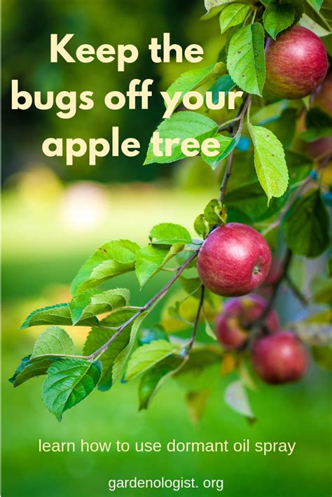 Dormant oil sprays on fruit trees provide little benefit to most backyard gardeners. Dormant Oil Spray For Apple Tree Pests in 2020 (With ...