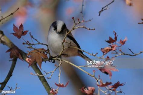 japanese tit photos and premium high res pictures getty images