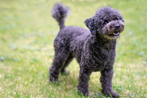 Tiny Toy Poodle Full Grown Size Wow Blog