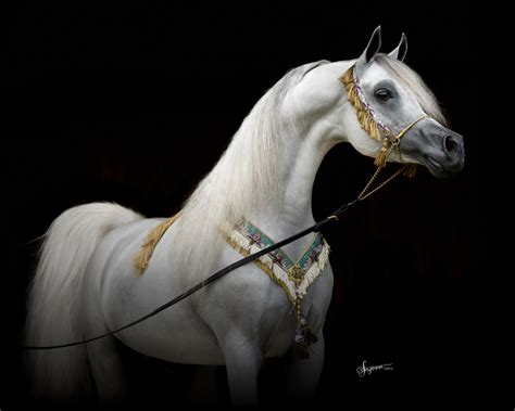 Arabian Horse Gallery 2 Equine Photography By Suzanne Inc