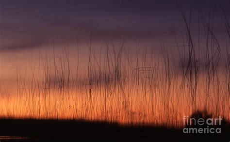 Lake Reeds At Sunset Photograph By Timothy Johnson