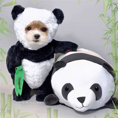 Pet Costumes Panda Puppy