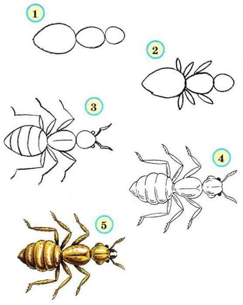 How To Draw An Insect For Kids Sixteenth Streets