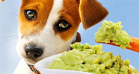 Toxic And Dangerous Foods Your Dog Should Never Eat
