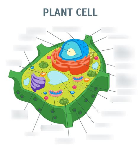 Plant Cell Organelles Diagram Quizlet