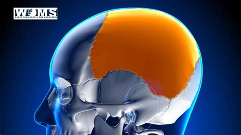 Parietal Bone Anatomy Borders And Surfaces Kenhub Images