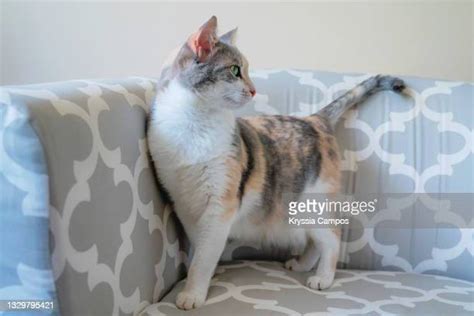 Calico Tabby Cat Stock Fotos Und Bilder Getty Images