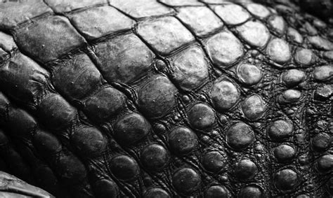 Pin By Alan Williams On Textural Skin Textures Feather Art Reptile Skin