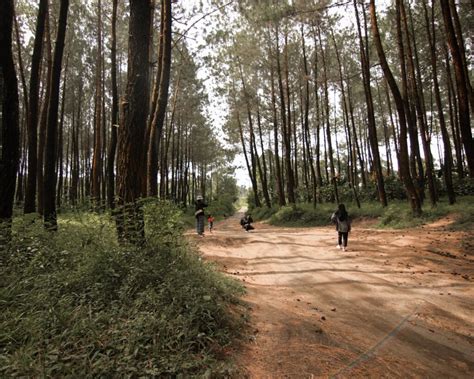 Hutan Pinus Semeru Malang Inilah Rute Dan Harga Tiketnya