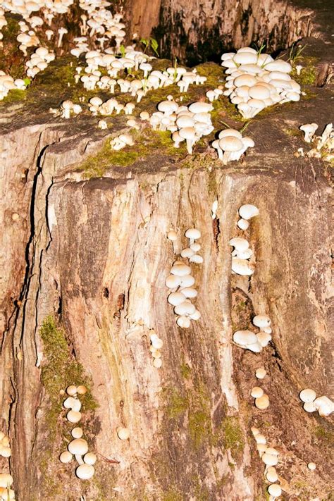 Group Of Poisonous Mushrooms On The Old Stump Stock Photo Image Of