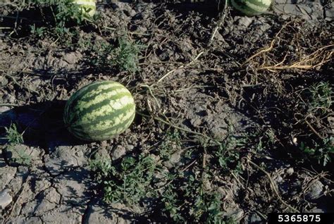 Fusarium oxysporum this fungal disease most often affects tomatoes, but may also be found on eggplant, peppers, potatoes, peas and squash family crops. Fusarium root rot and wilt (Fusarium oxysporum ) on ...