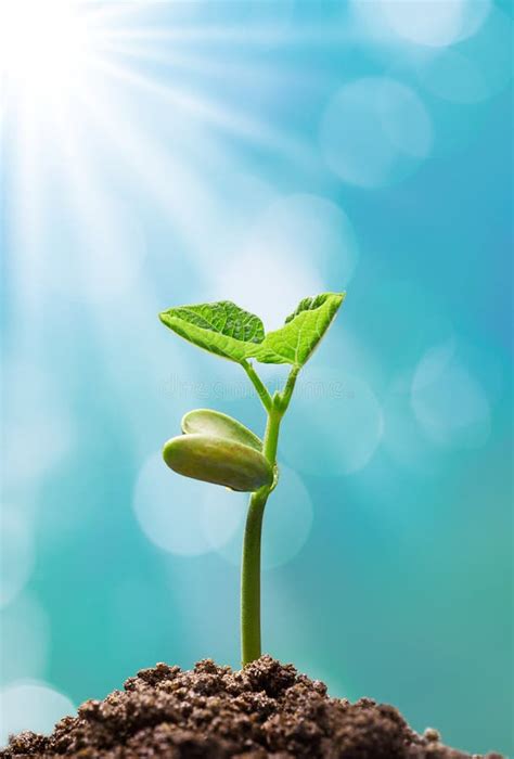 Plant With Sunlight Stock Photo Image Of Plant Sunlight 50029696